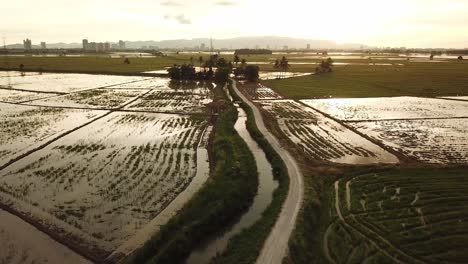 Aerial-view-little-path-at-paddy-field-during-sunset-hour